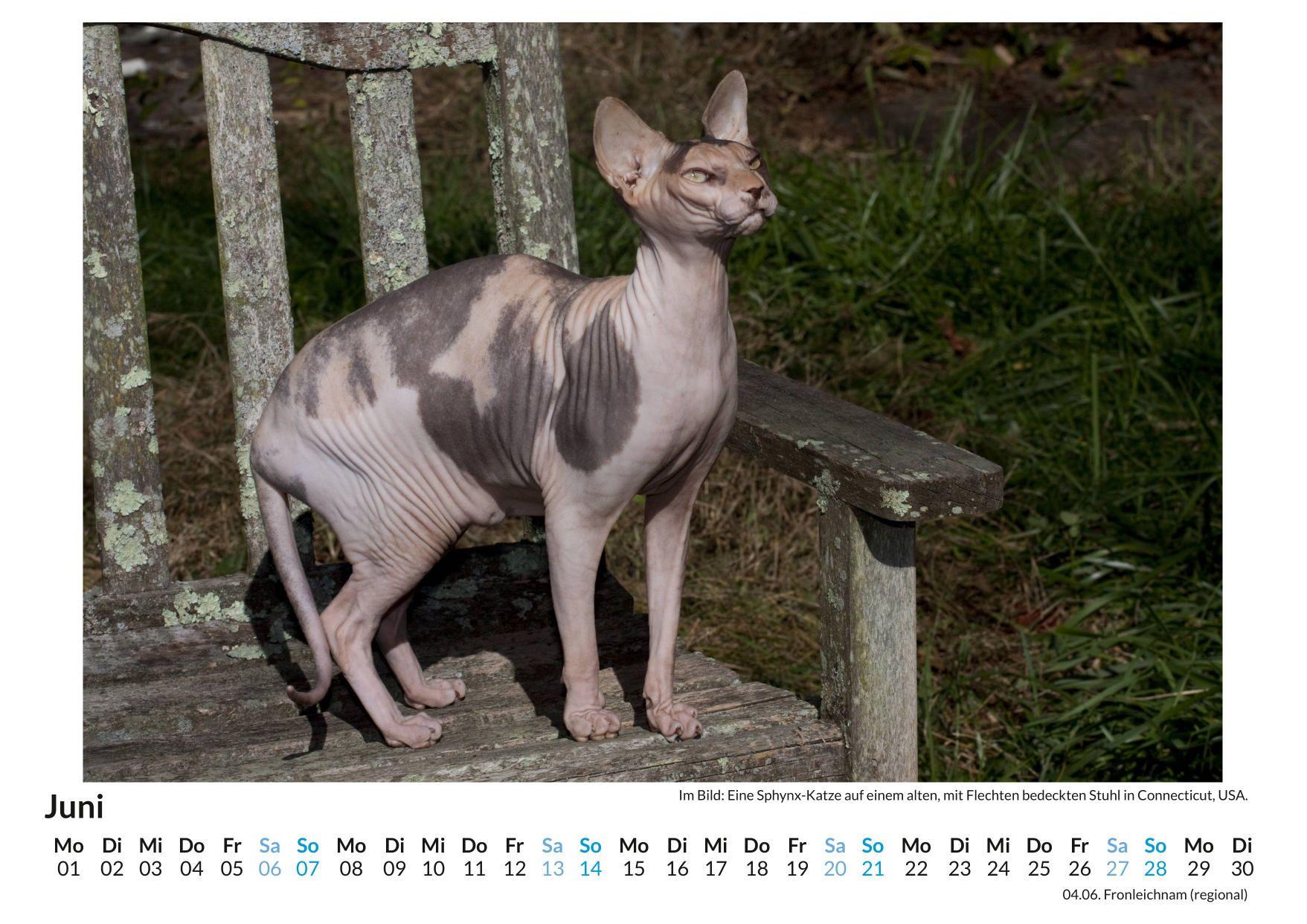 Beispielinhalt (Bild) Sphynx-Katze