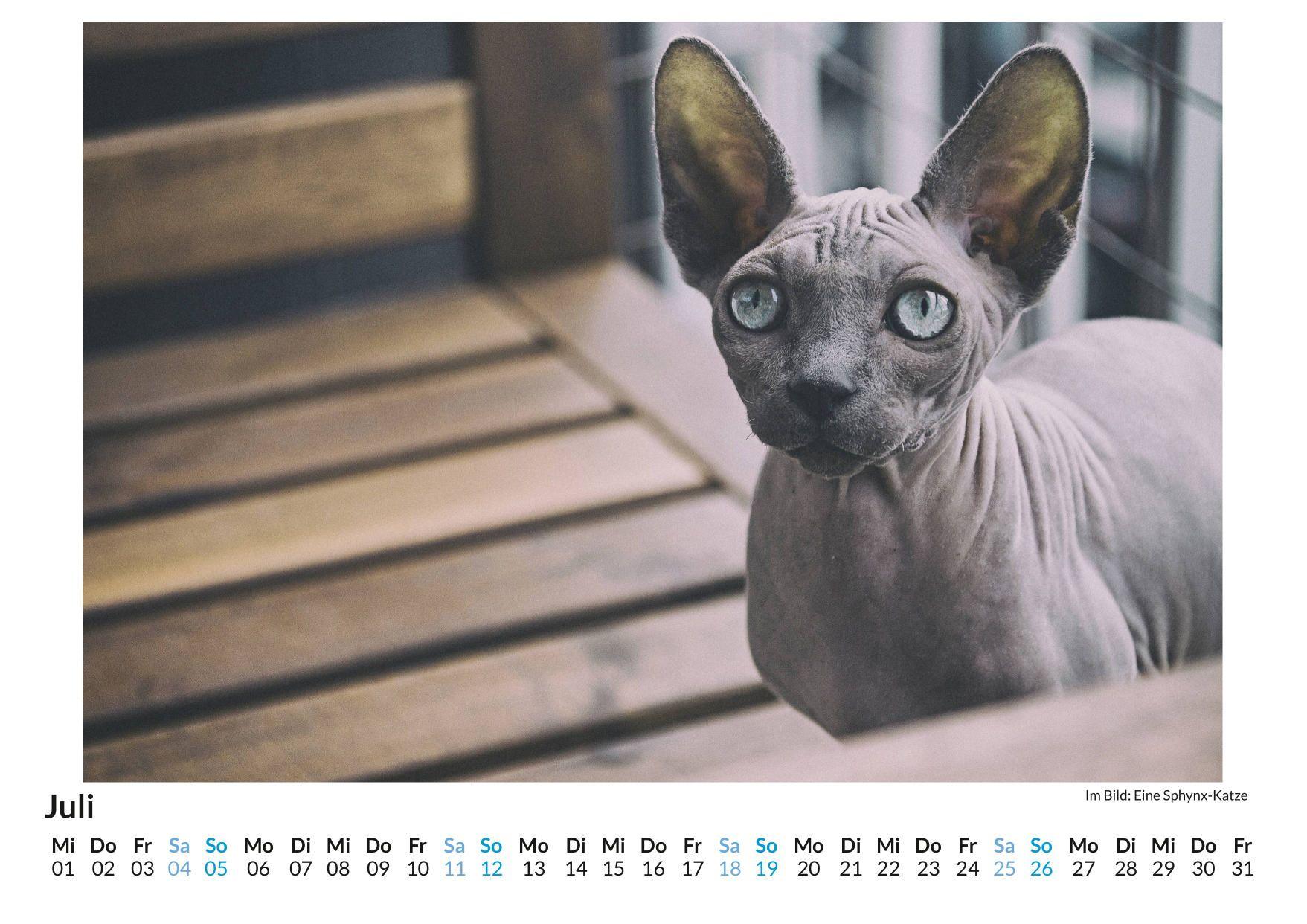 Beispielinhalt (Bild) Sphynx-Katze