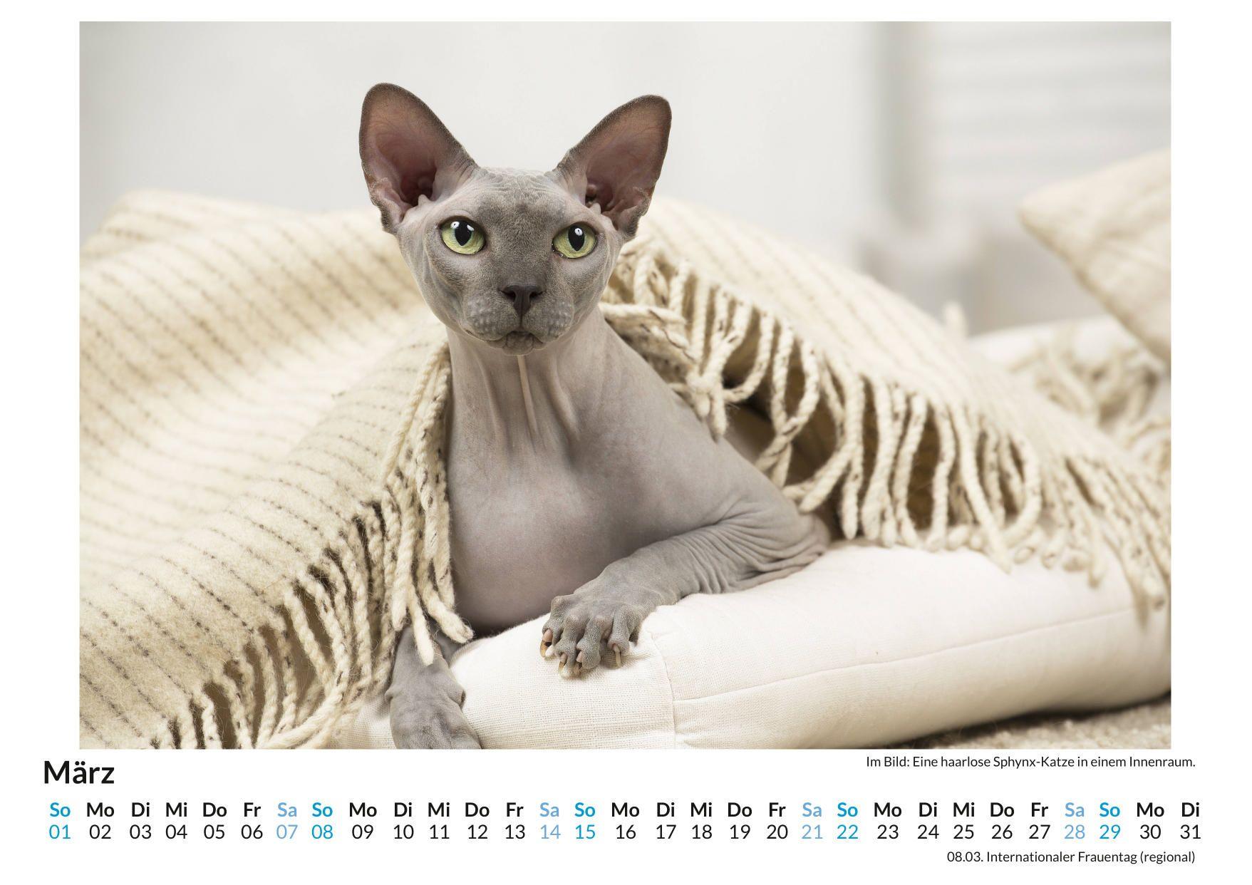 Beispielinhalt (Bild) Sphynx-Katze