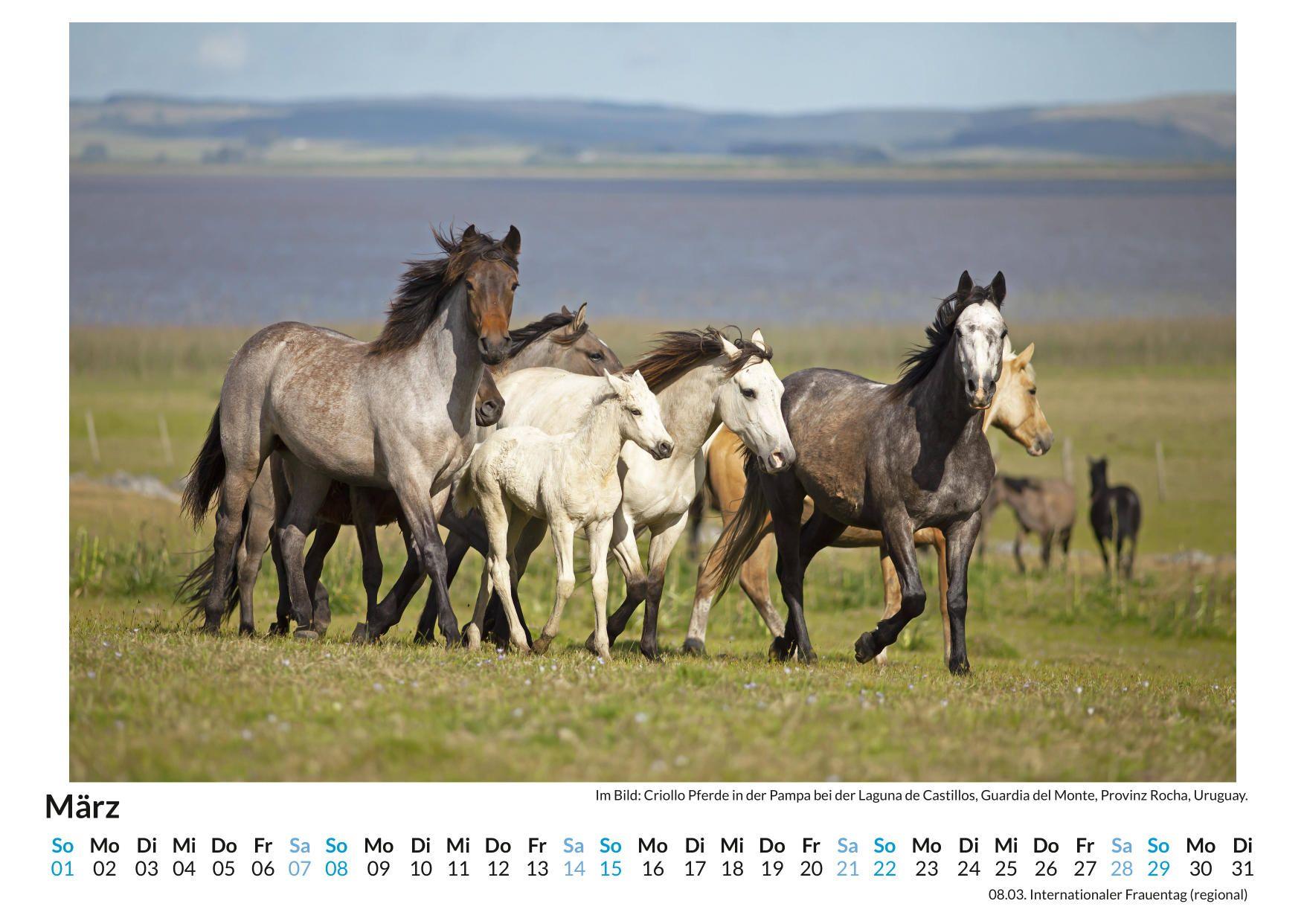 Beispielinhalt (Bild) Criollo