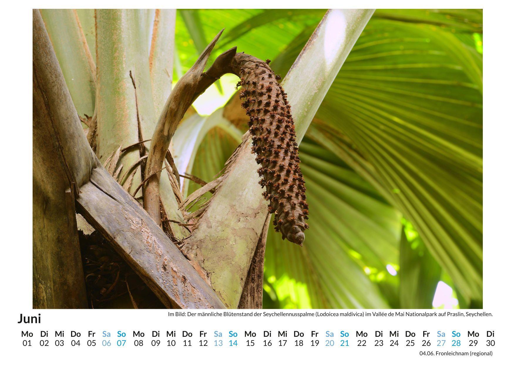 Beispielinhalt (Bild) Naturbilder Seychellen