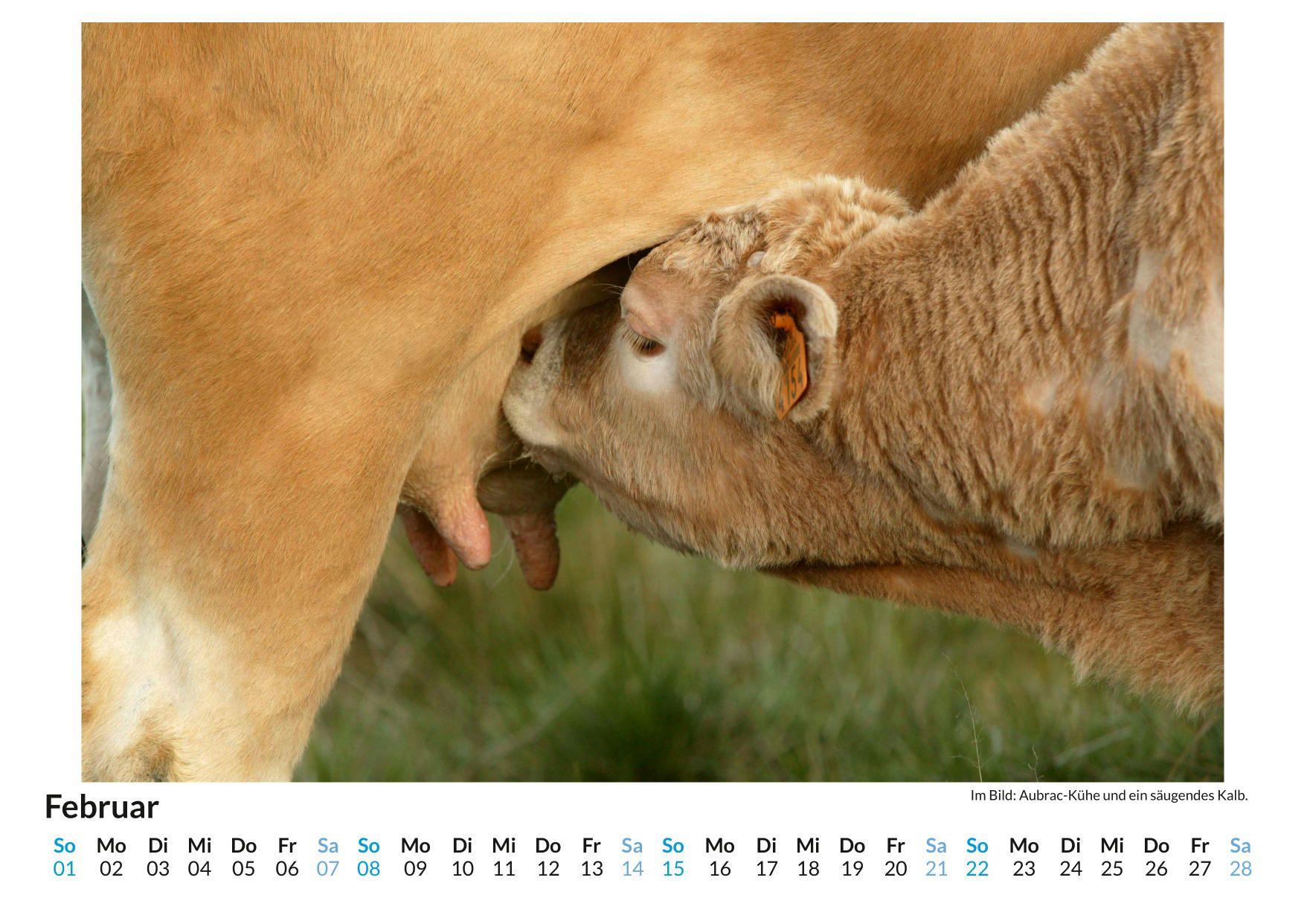 Beispielinhalt (Bild) Aubrac Rind