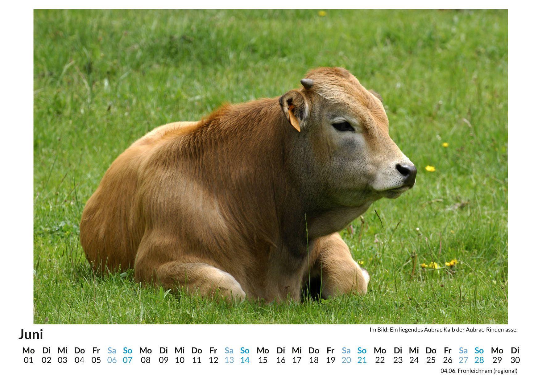 Beispielinhalt (Bild) Aubrac Rind