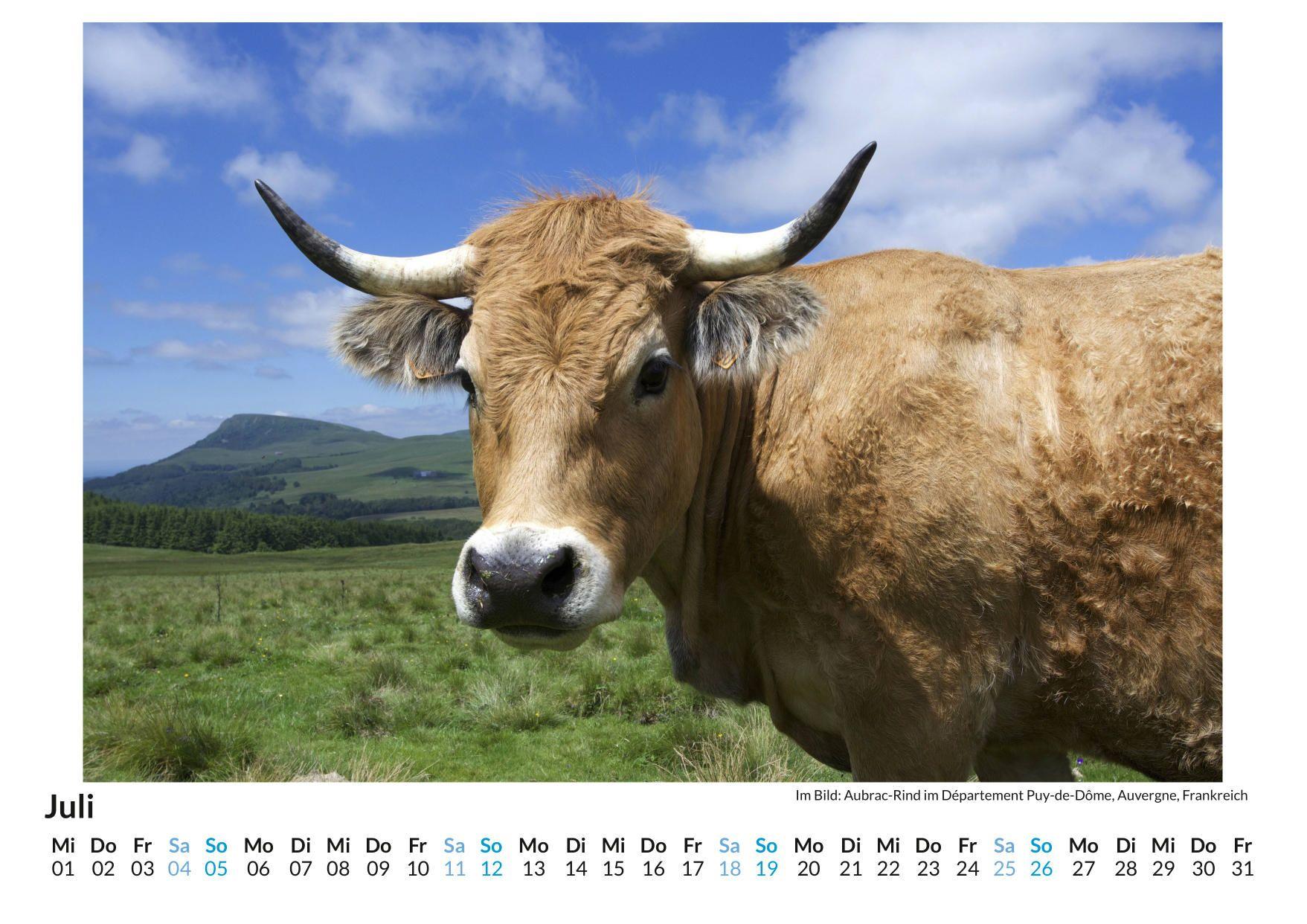 Beispielinhalt (Bild) Aubrac Rind