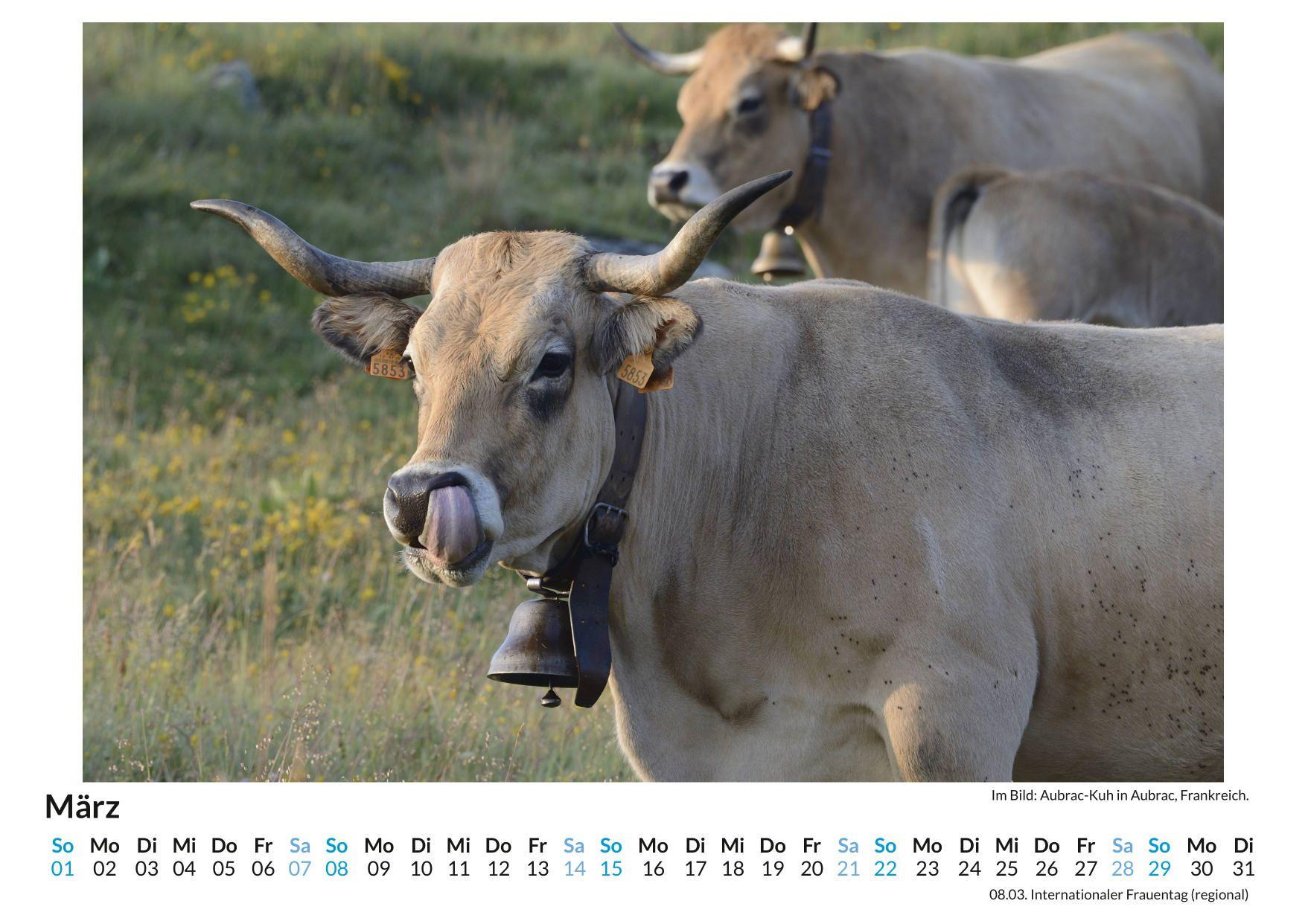 Beispielinhalt (Bild) Aubrac Rind