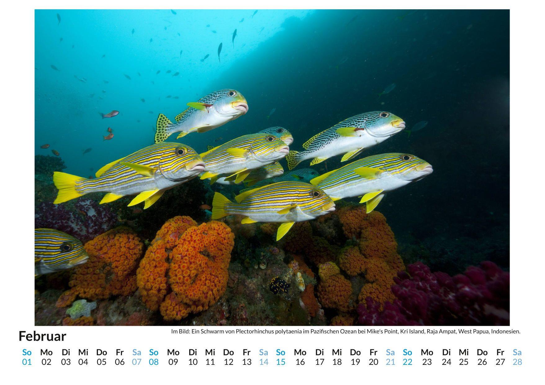 Beispielinhalt (Bild) Unterwasserwelt im Pazifik