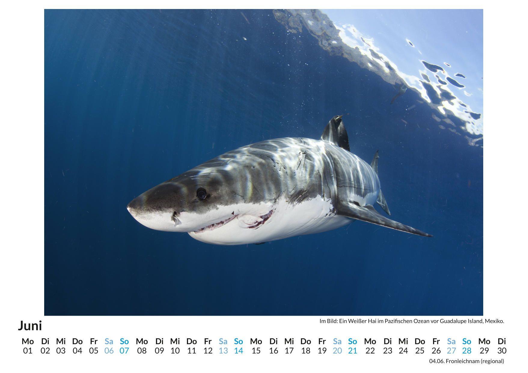 Beispielinhalt (Bild) Unterwasserwelt im Pazifik