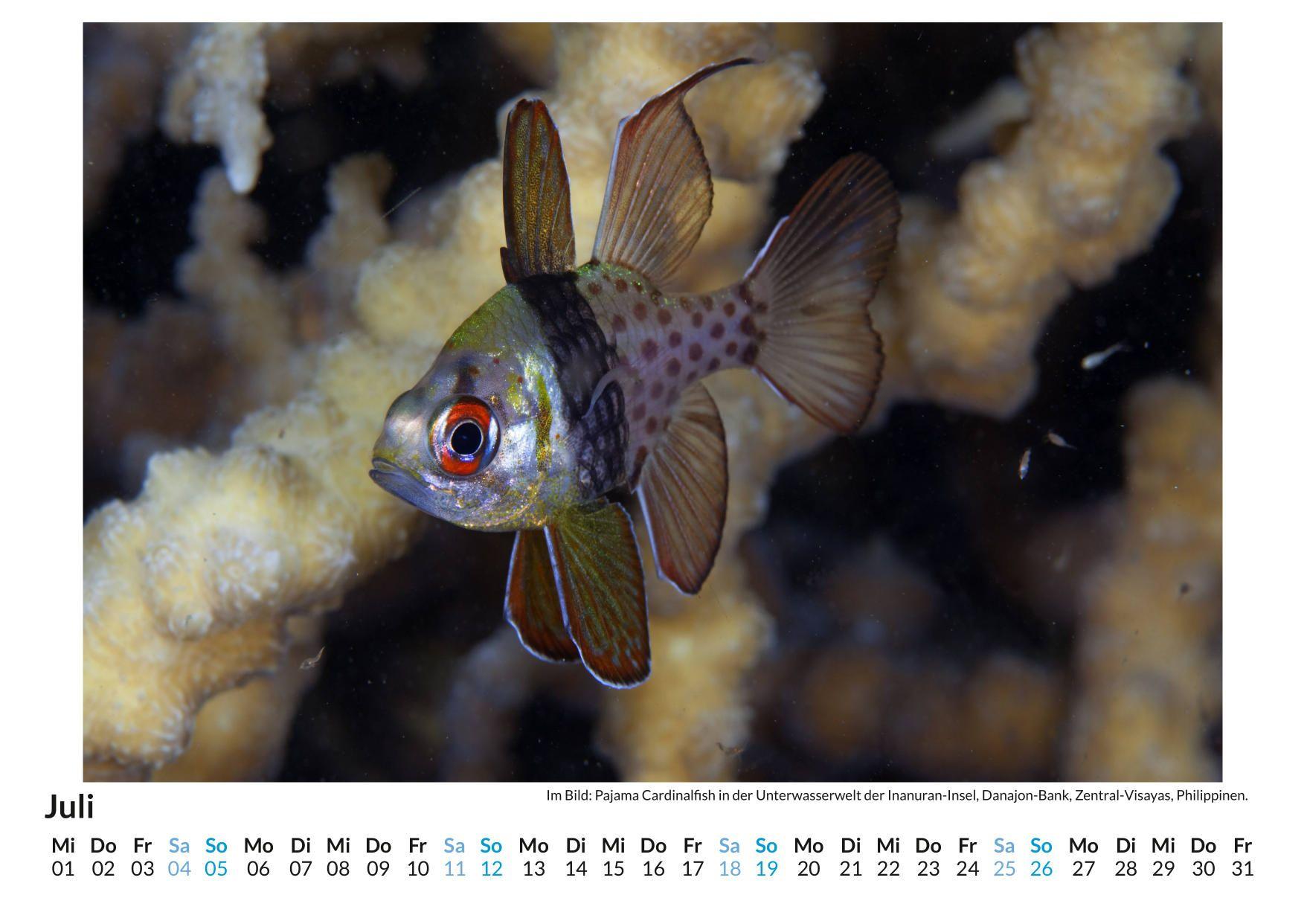 Beispielinhalt (Bild) Unterwasserwelt im Pazifik