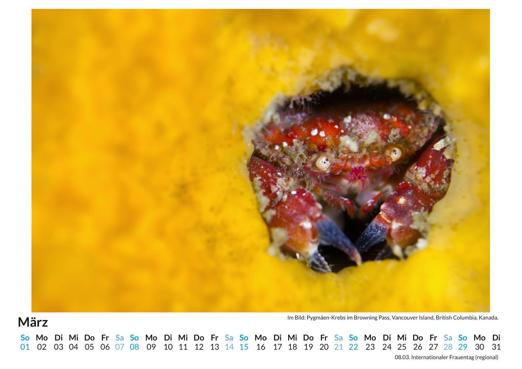 Beispielinhalt (Bild) Unterwasserwelt im Pazifik