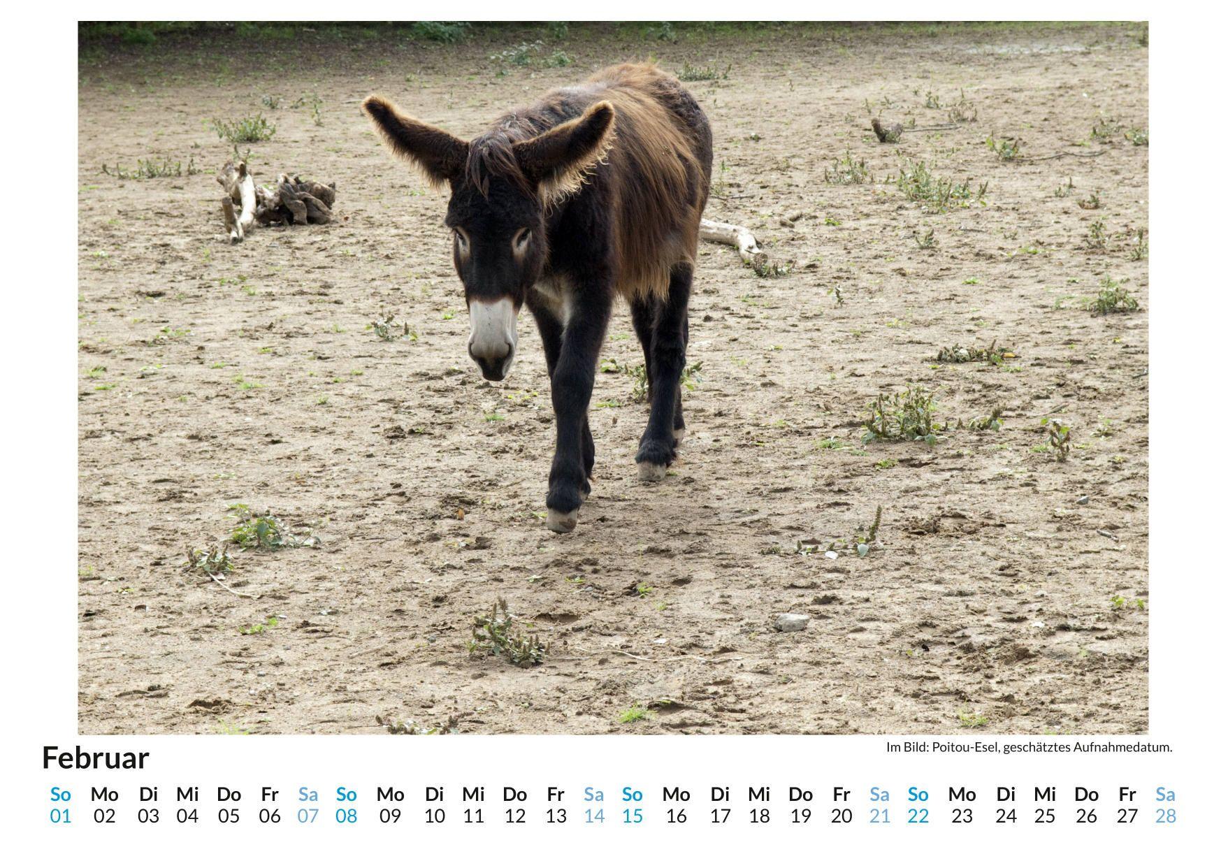 Beispielinhalt (Bild) Poitou-Esel