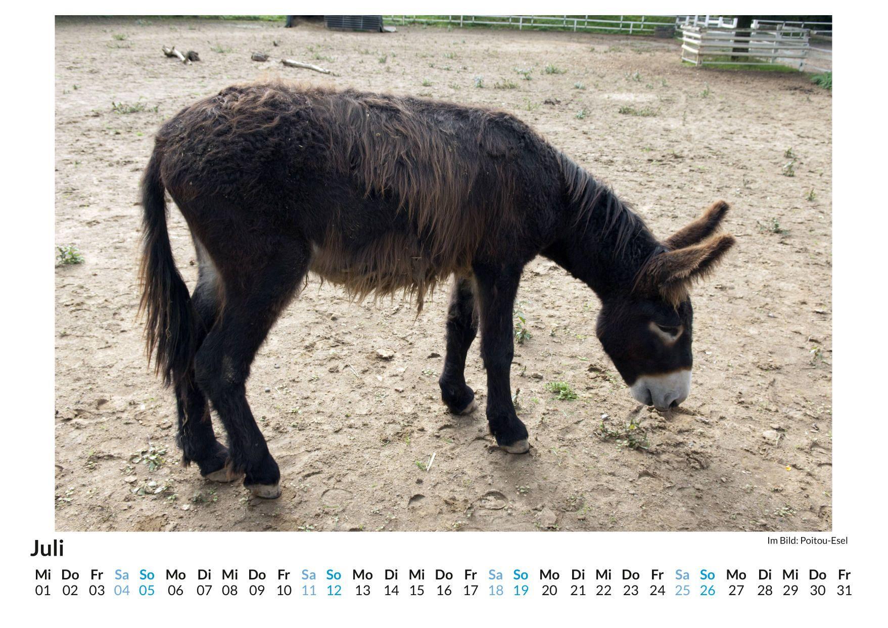 Beispielinhalt (Bild) Poitou-Esel