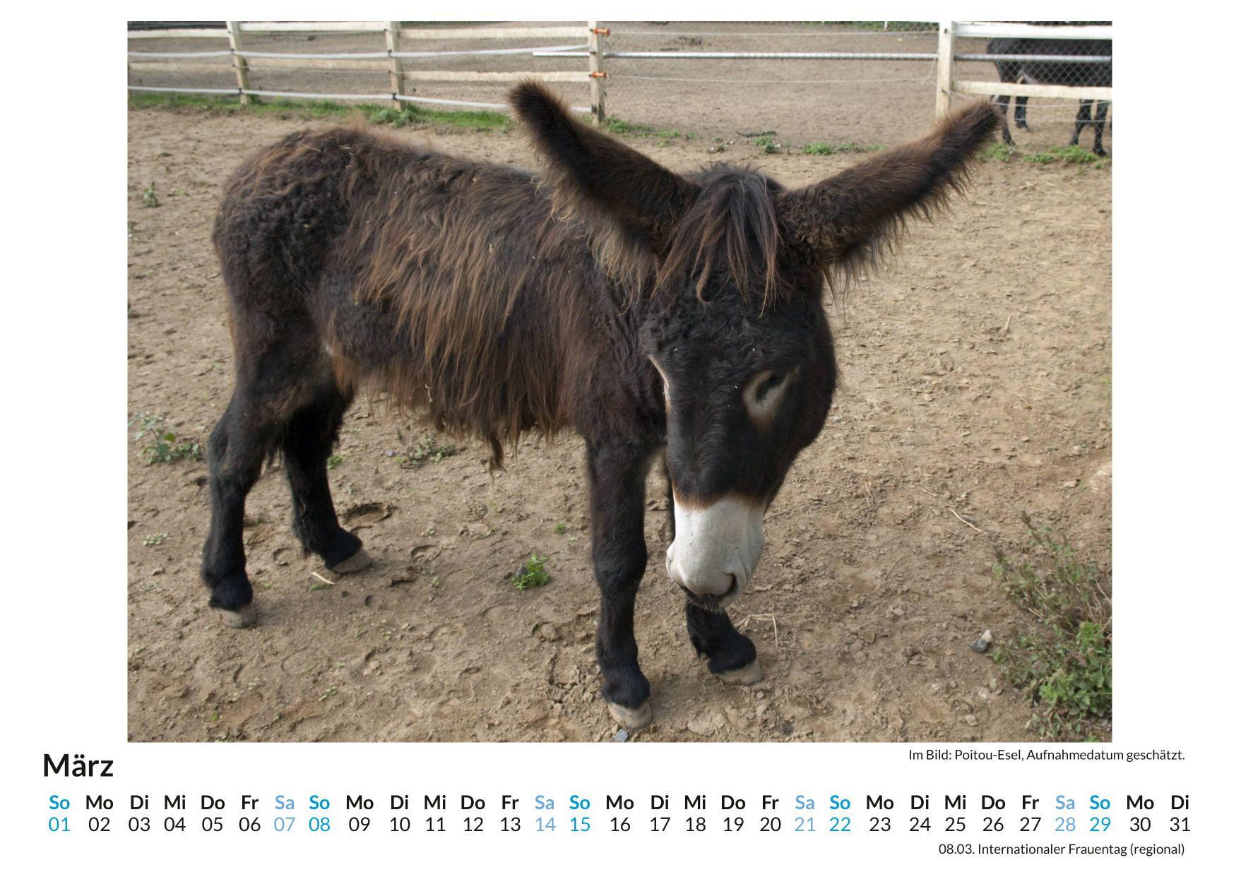 Beispielinhalt (Bild) Poitou-Esel
