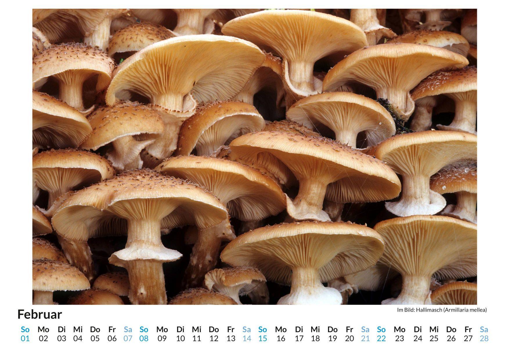 Beispielinhalt (Bild) Strukturen in der Pflanzenwelt
