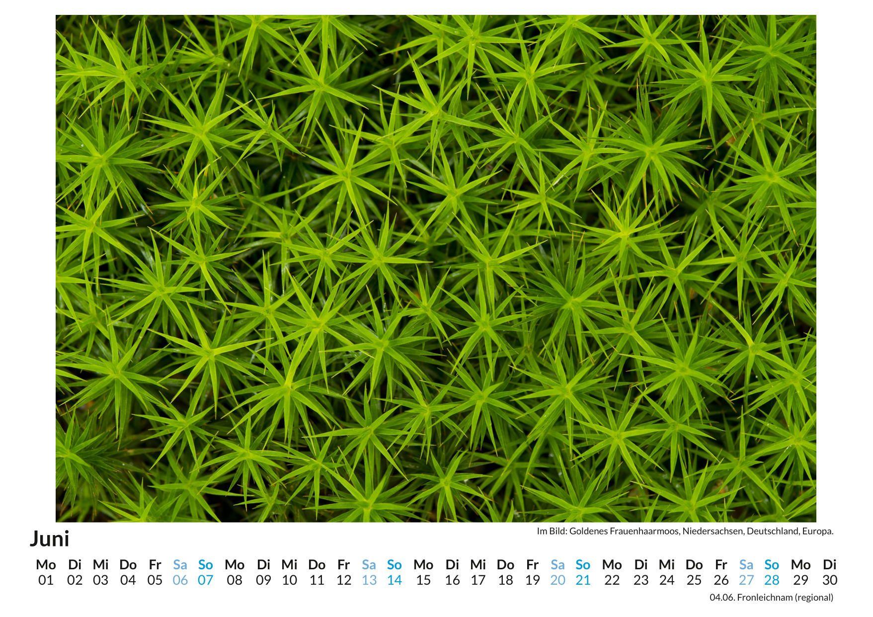 Beispielinhalt (Bild) Strukturen in der Pflanzenwelt