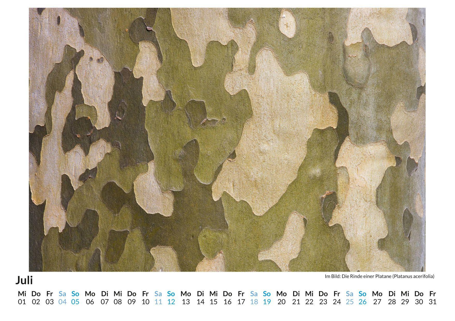 Beispielinhalt (Bild) Strukturen in der Pflanzenwelt