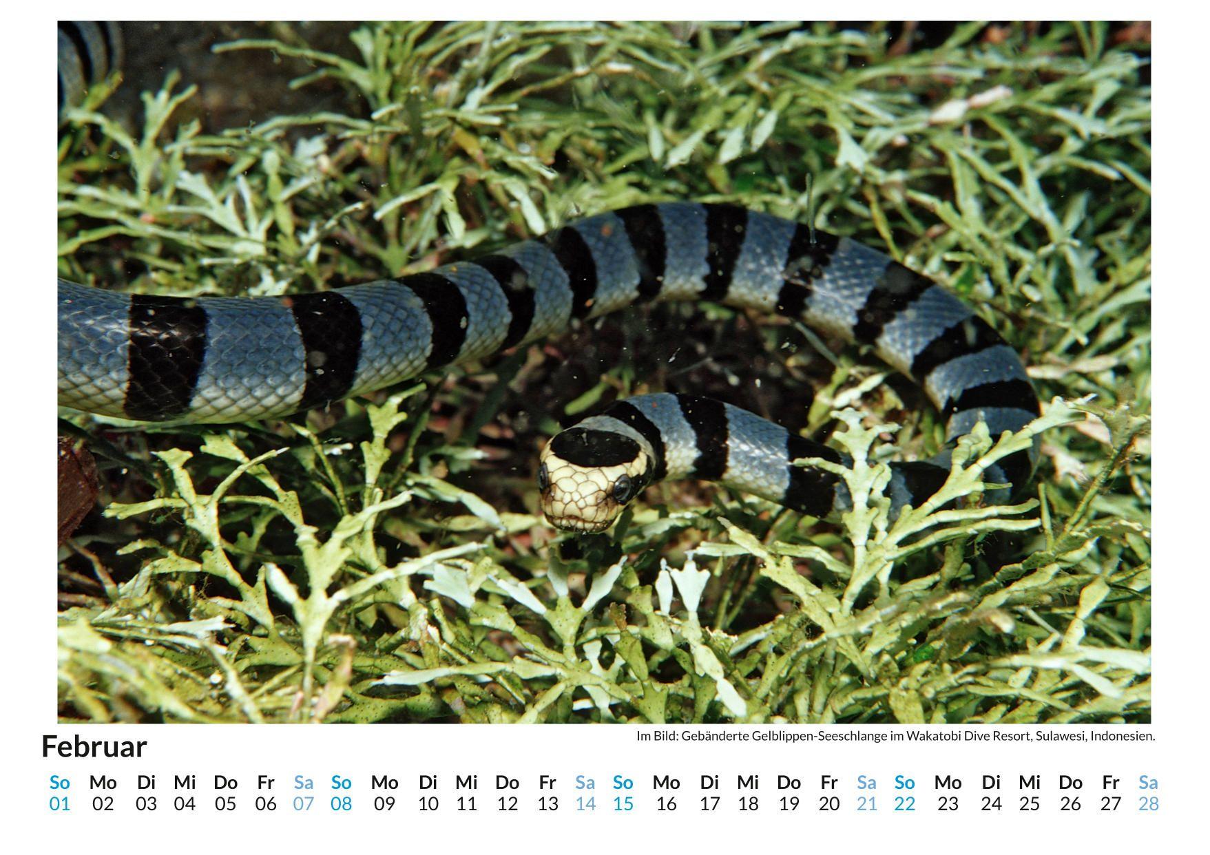 Beispielinhalt (Bild) Schlangen