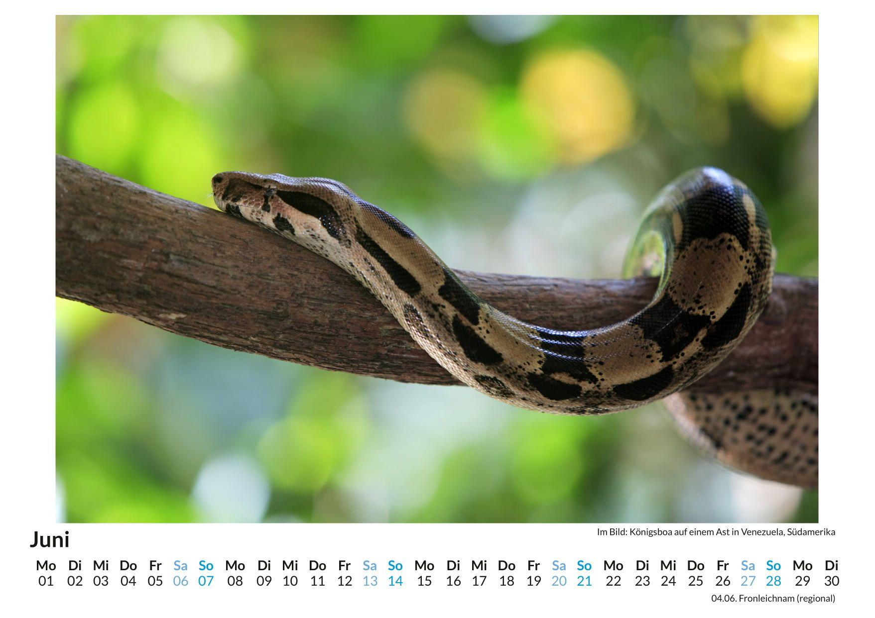 Beispielinhalt (Bild) Schlangen