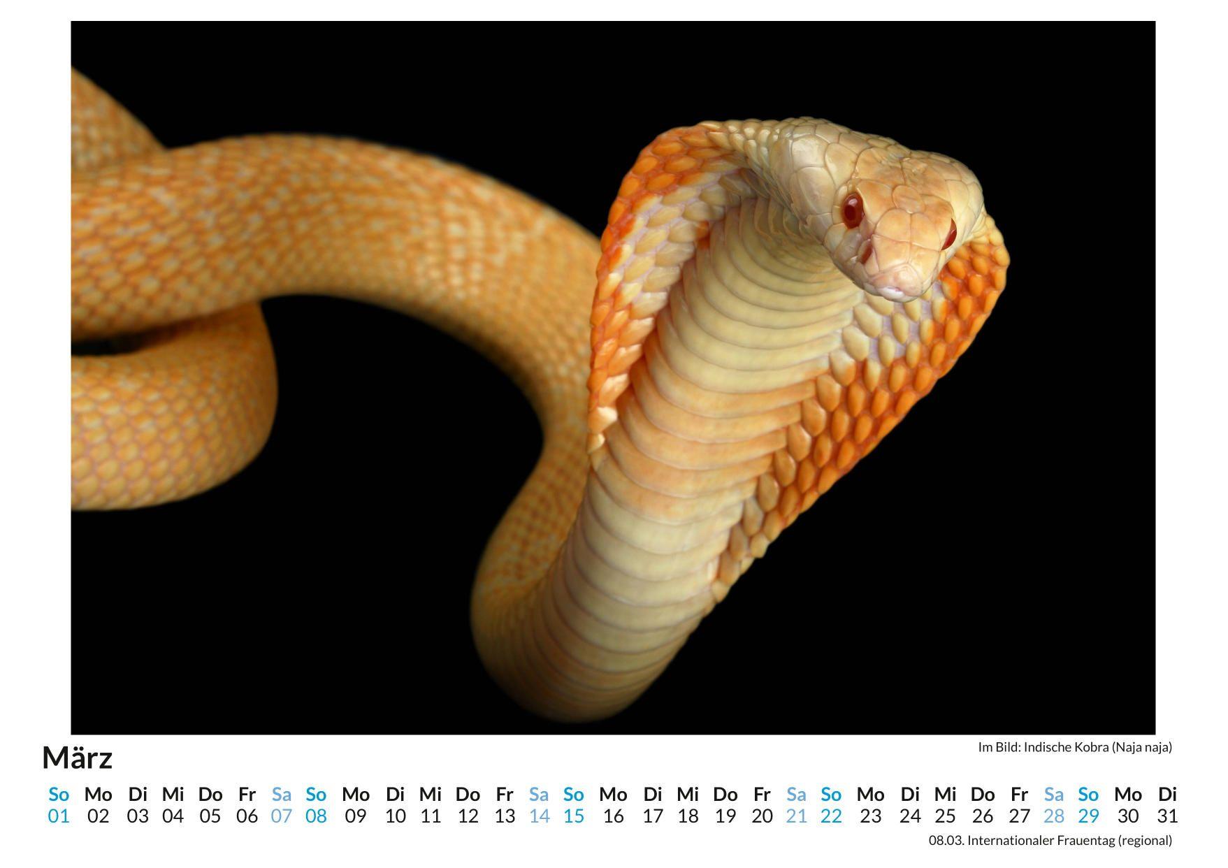 Beispielinhalt (Bild) Schlangen
