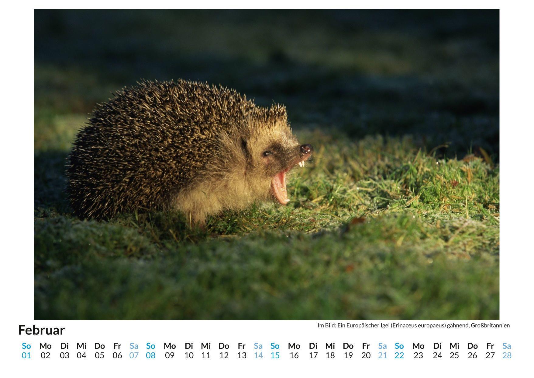 Beispielinhalt (Bild) Igel