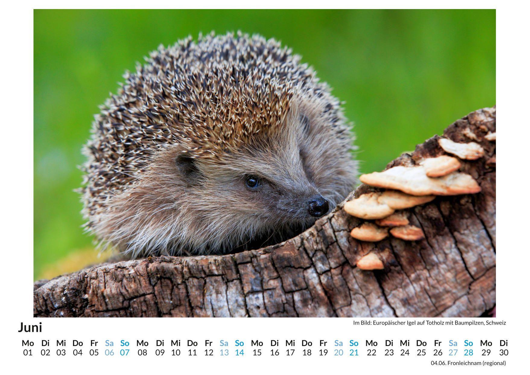 Beispielinhalt (Bild) Igel