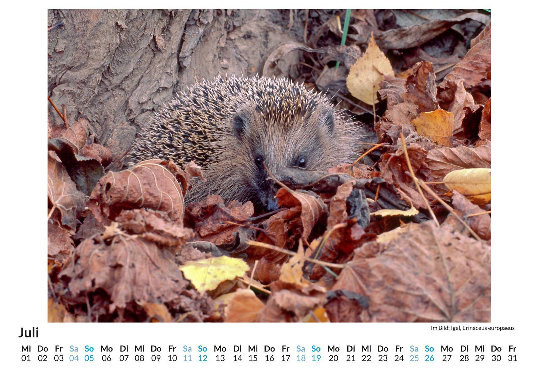 Beispielinhalt (Bild) Igel