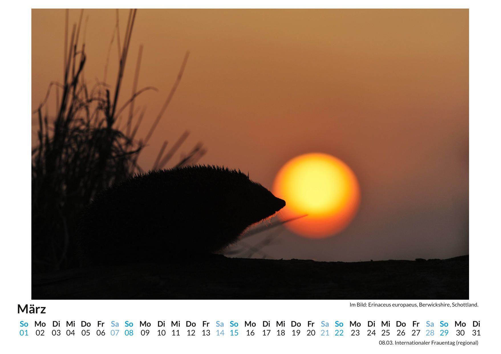 Beispielinhalt (Bild) Igel