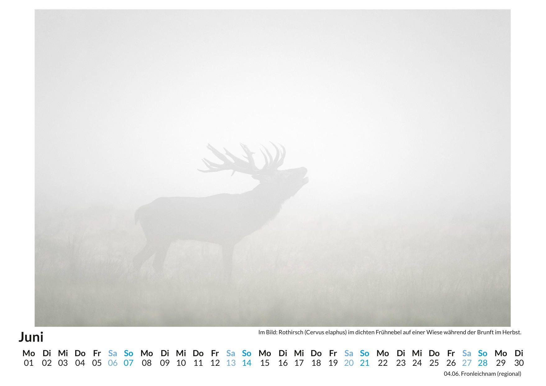 Beispielinhalt (Bild) Nebel