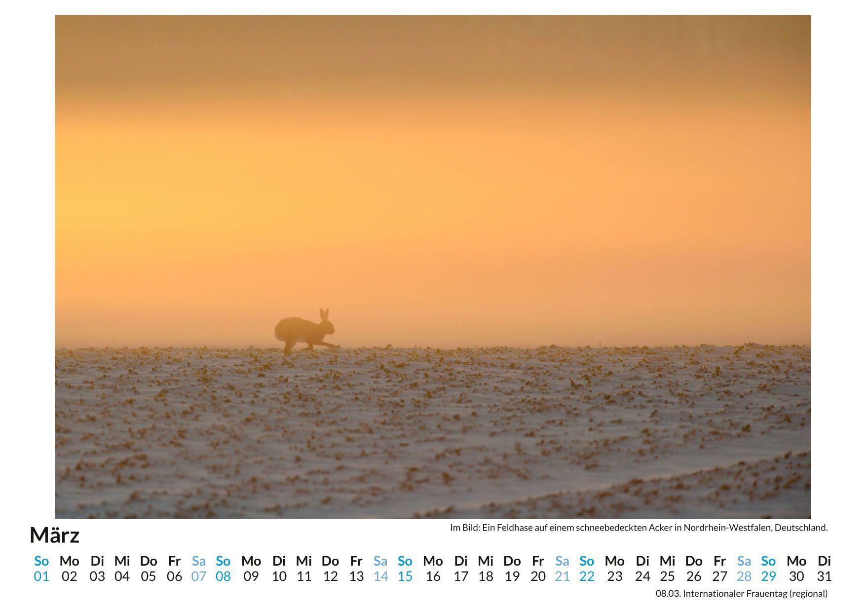 Beispielinhalt (Bild) Nebel