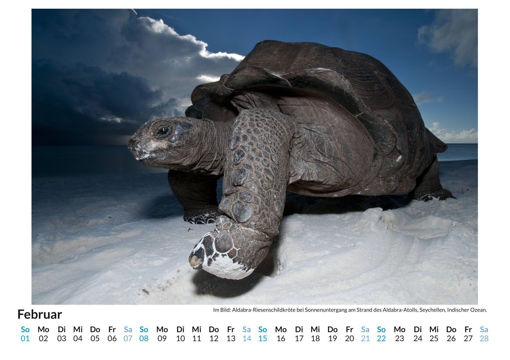 Beispielinhalt (Bild) Aldabra Atoll - Seychellen