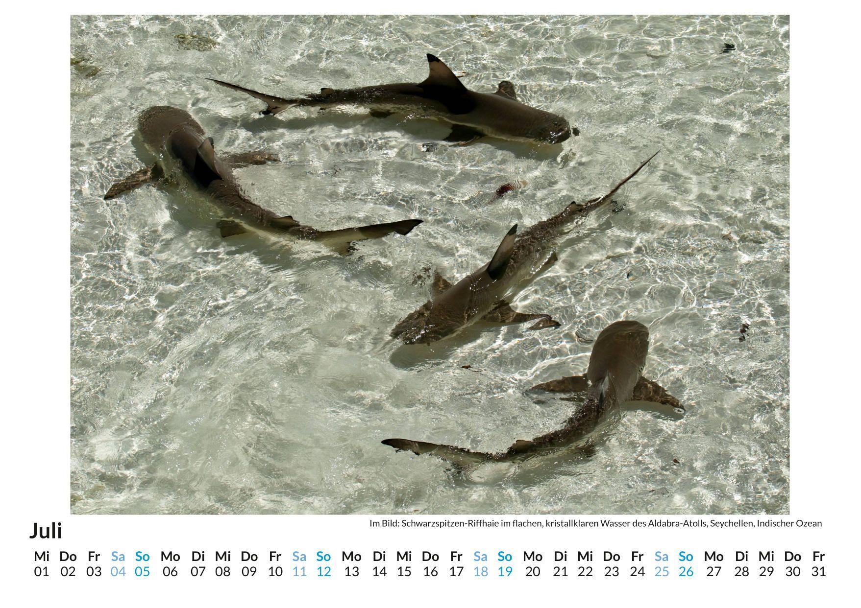 Beispielinhalt (Bild) Aldabra Atoll - Seychellen