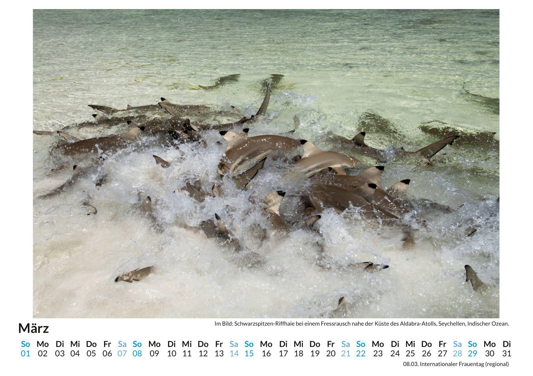 Beispielinhalt (Bild) Aldabra Atoll - Seychellen