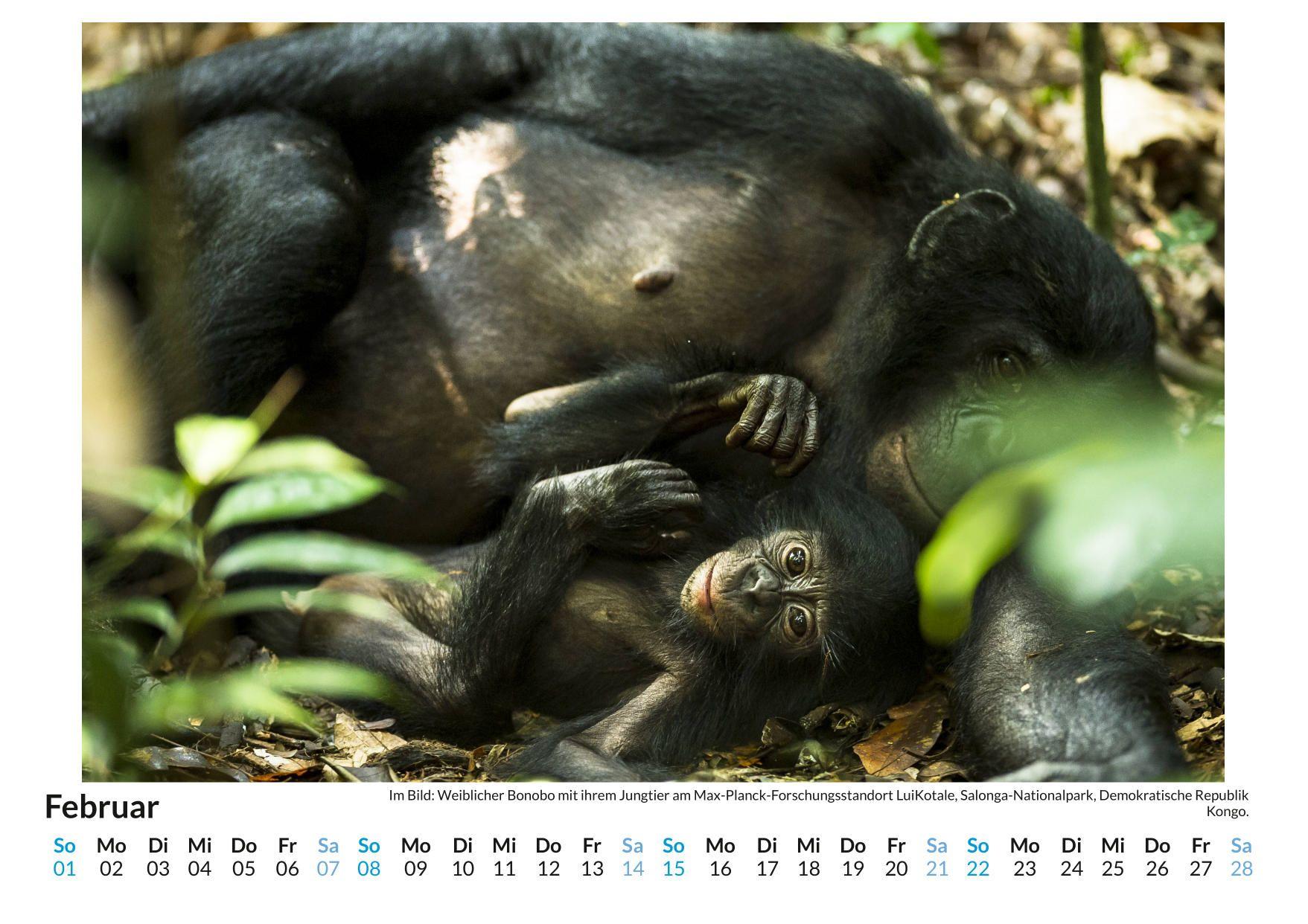 Beispielinhalt (Bild) Bonobos