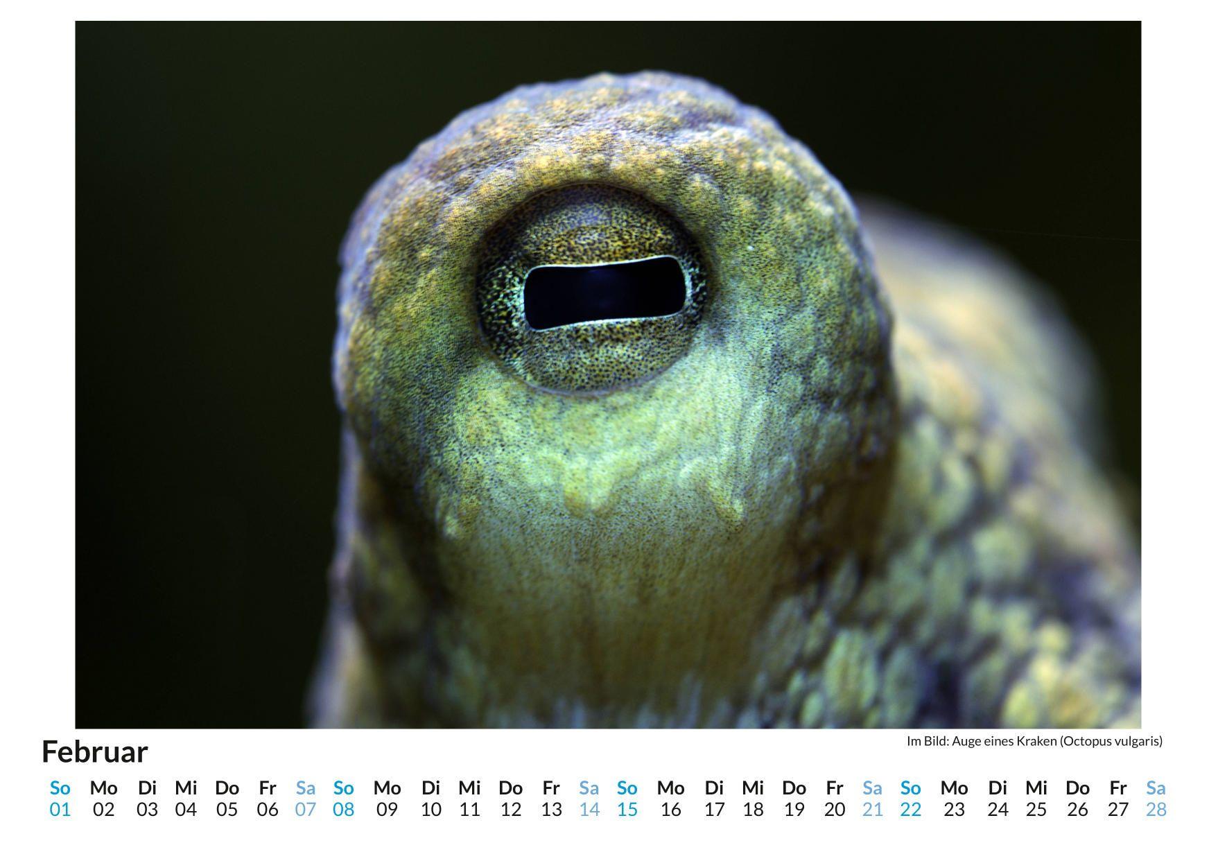 Beispielinhalt (Bild) Der Blick in Tieraugen