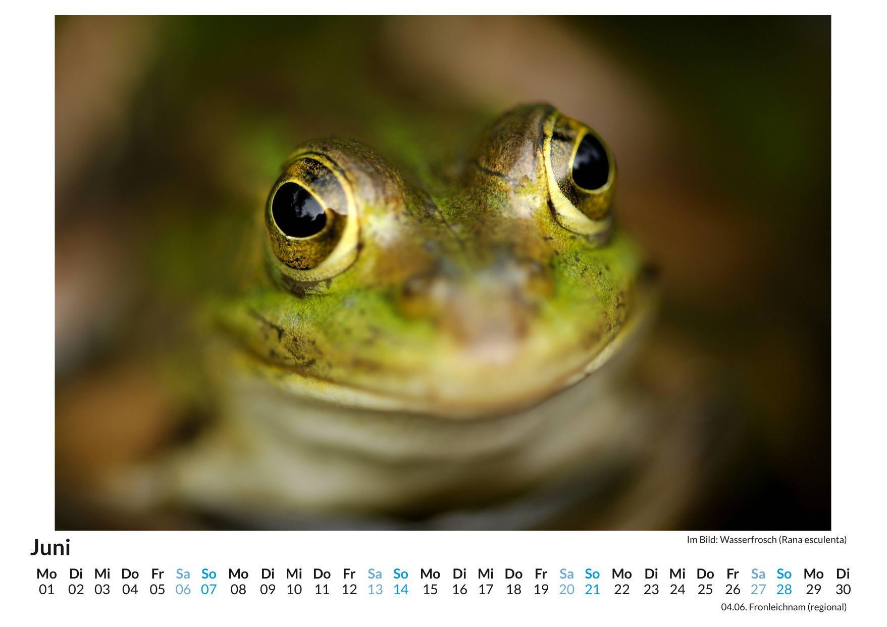 Beispielinhalt (Bild) Der Blick in Tieraugen