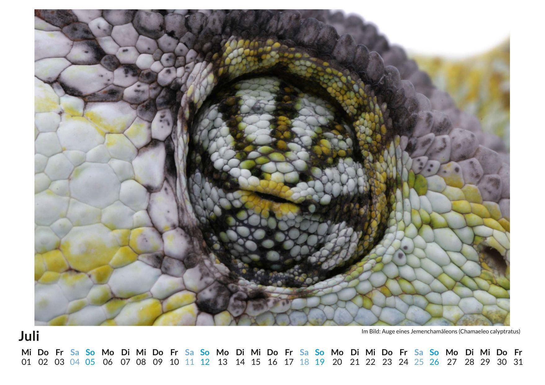 Beispielinhalt (Bild) Der Blick in Tieraugen