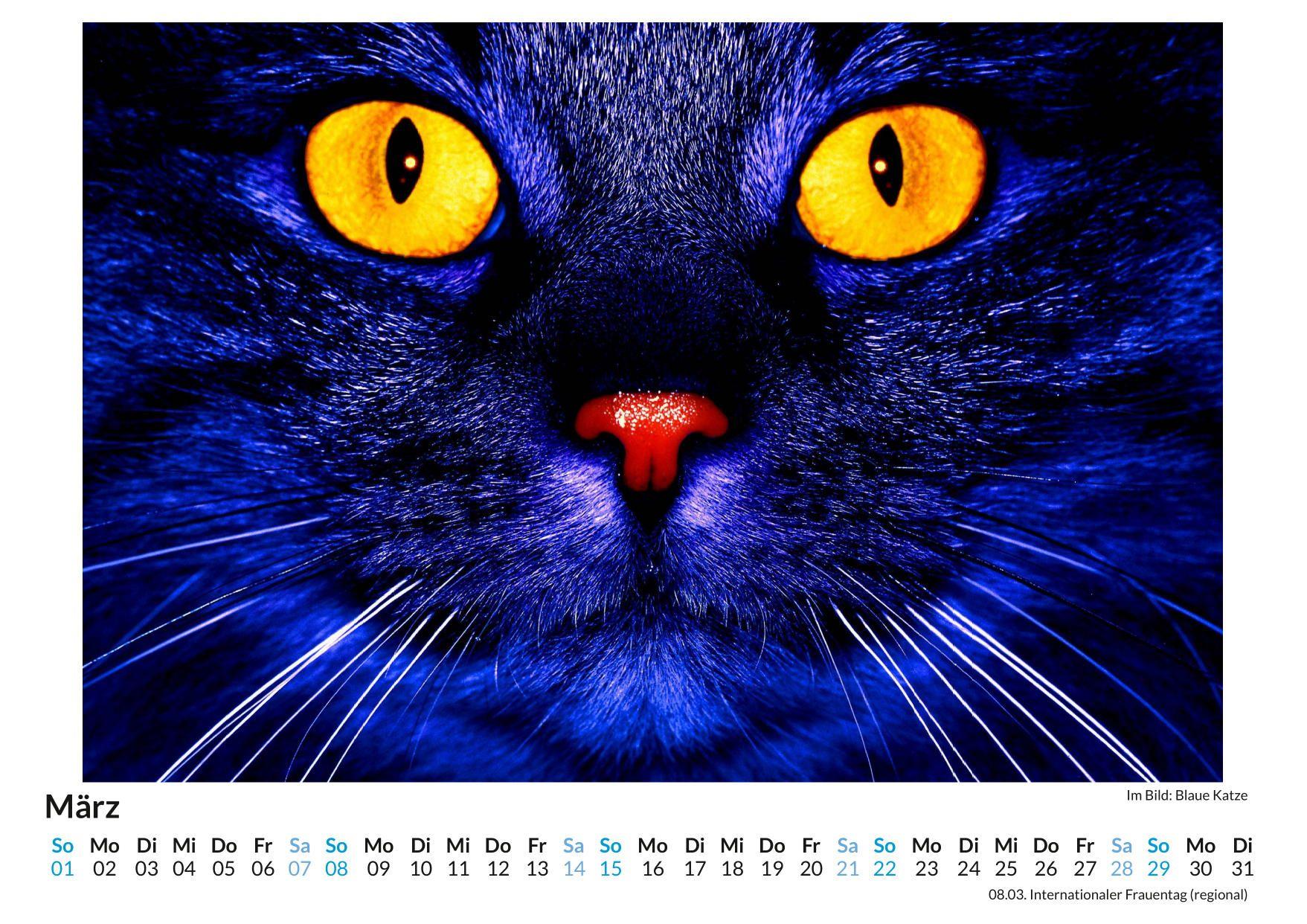 Beispielinhalt (Bild) Der Blick in Tieraugen