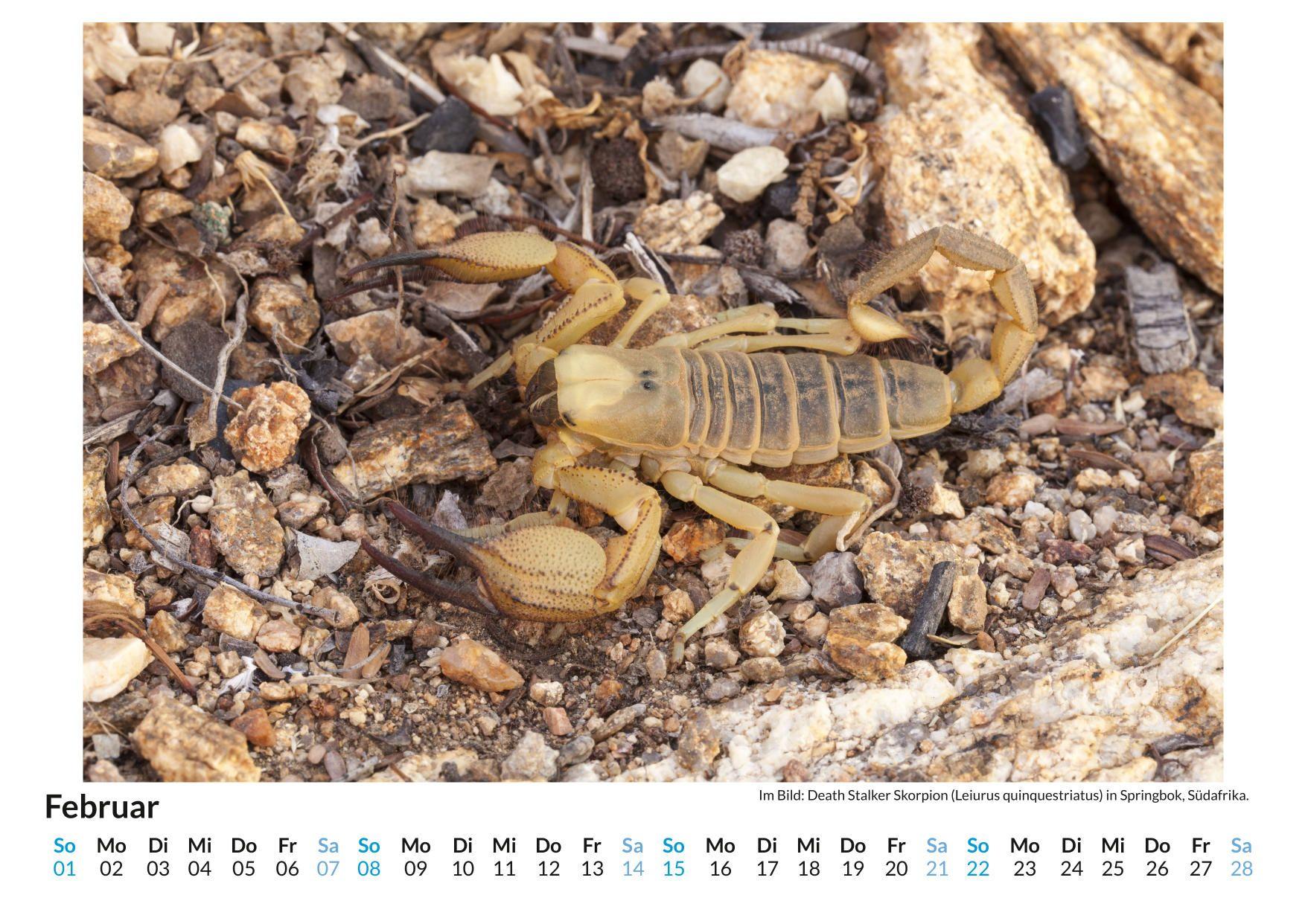 Beispielinhalt (Bild) Giftige Tiere