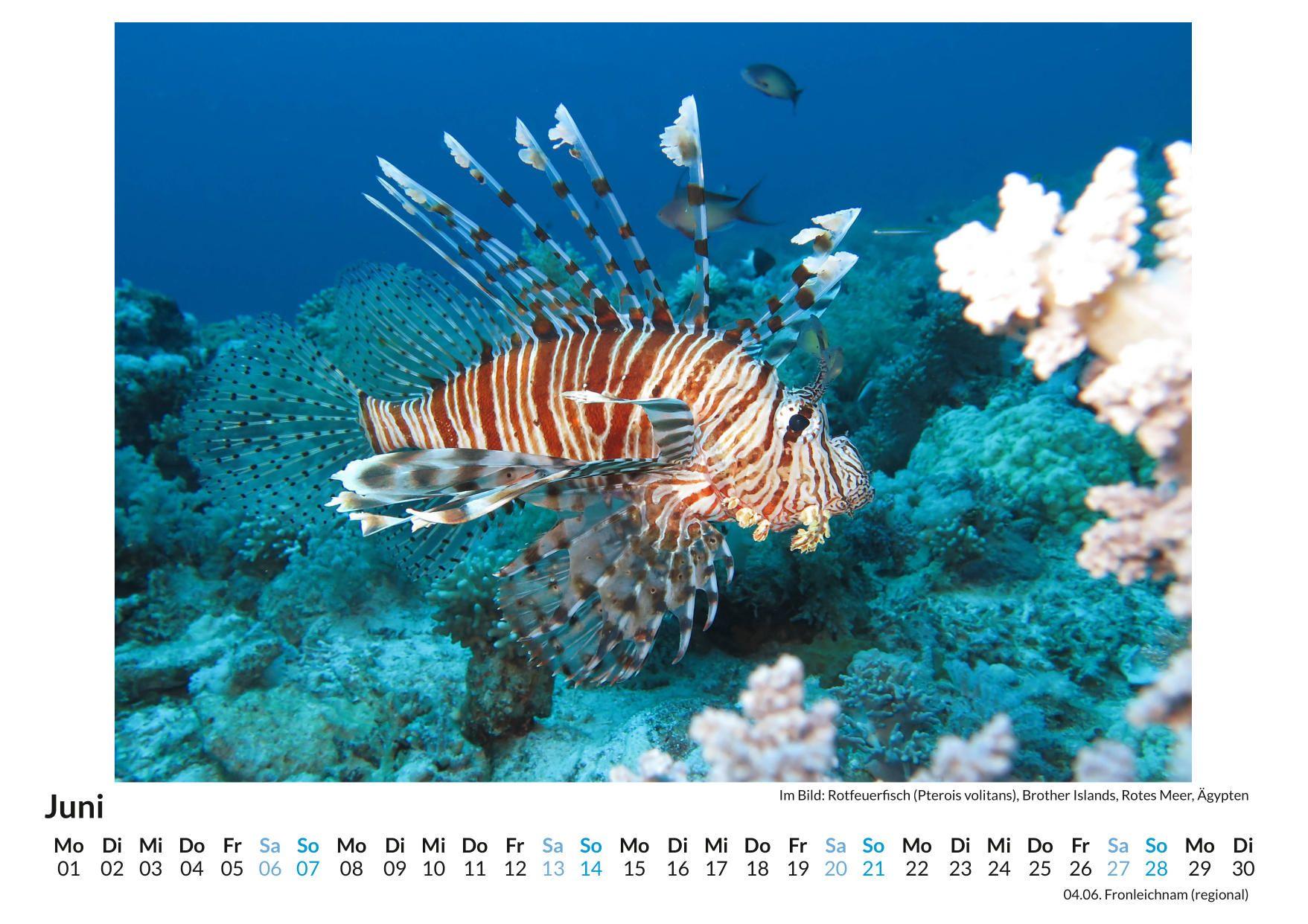 Beispielinhalt (Bild) Giftige Tiere