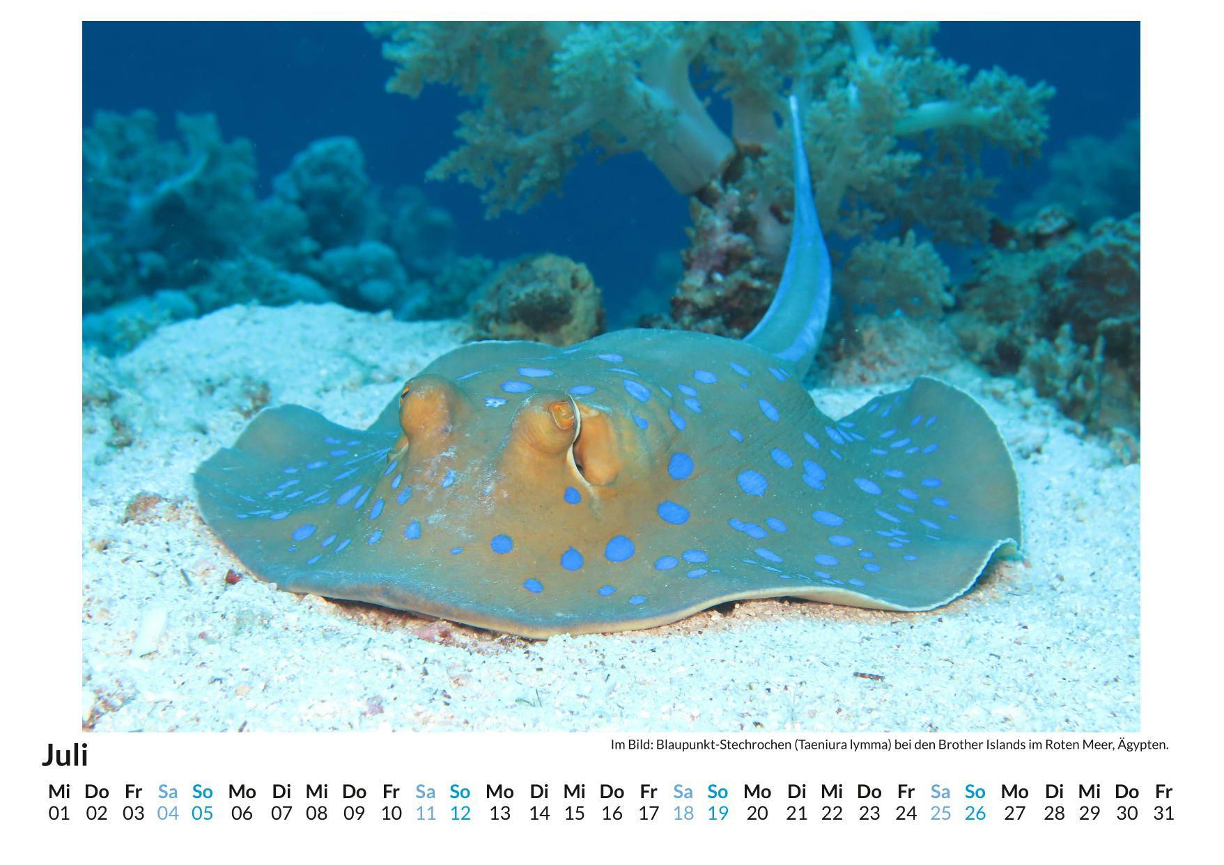 Beispielinhalt (Bild) Giftige Tiere