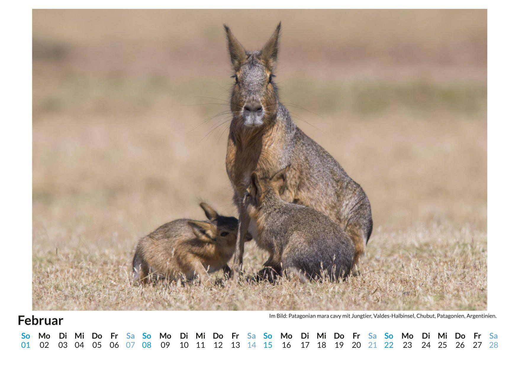 Beispielinhalt (Bild) Großer Pampashase