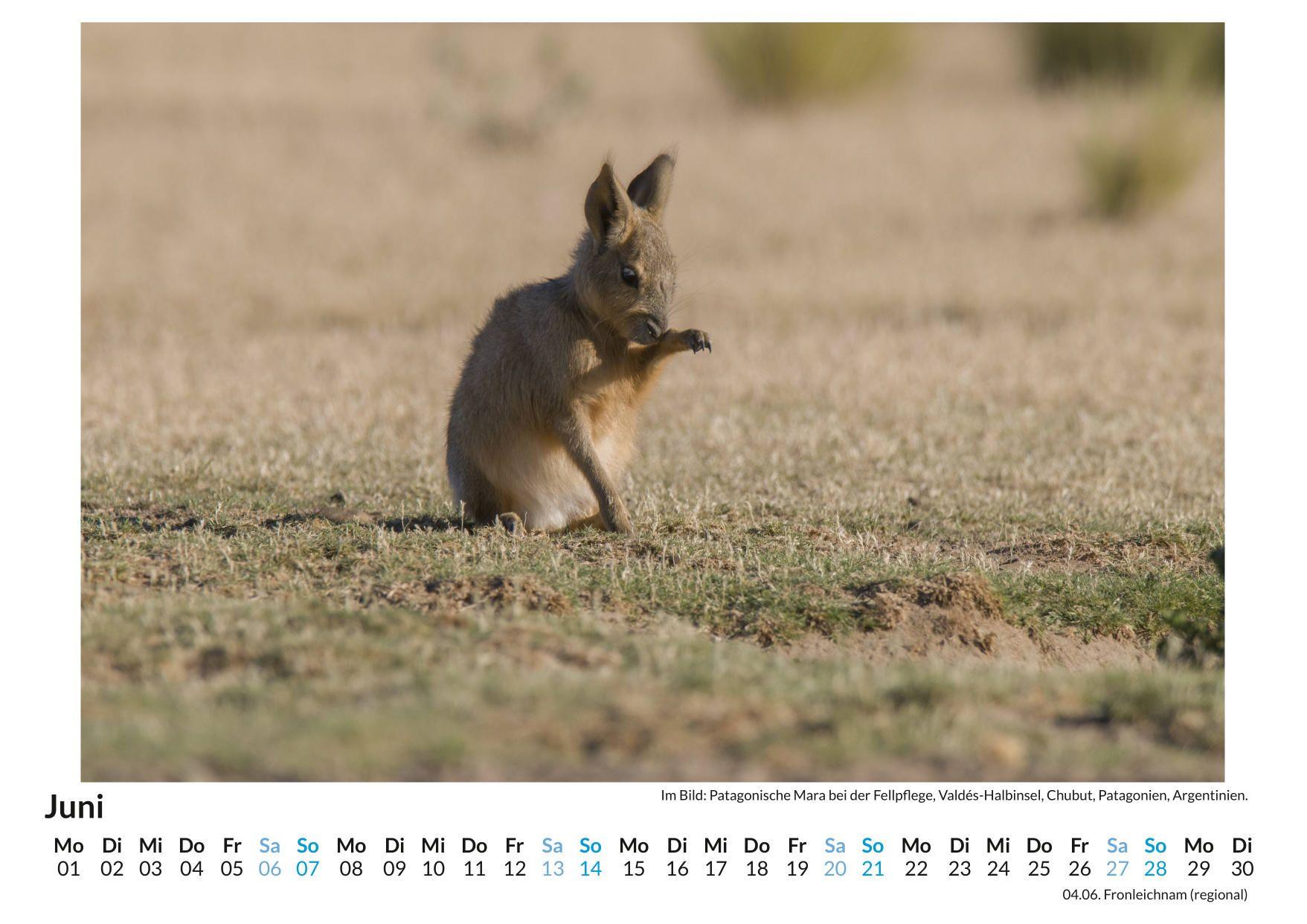 Beispielinhalt (Bild) Großer Pampashase