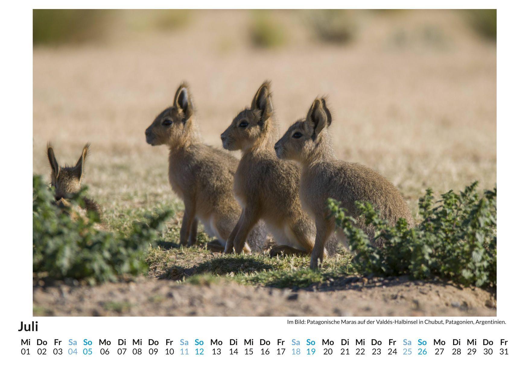 Beispielinhalt (Bild) Großer Pampashase