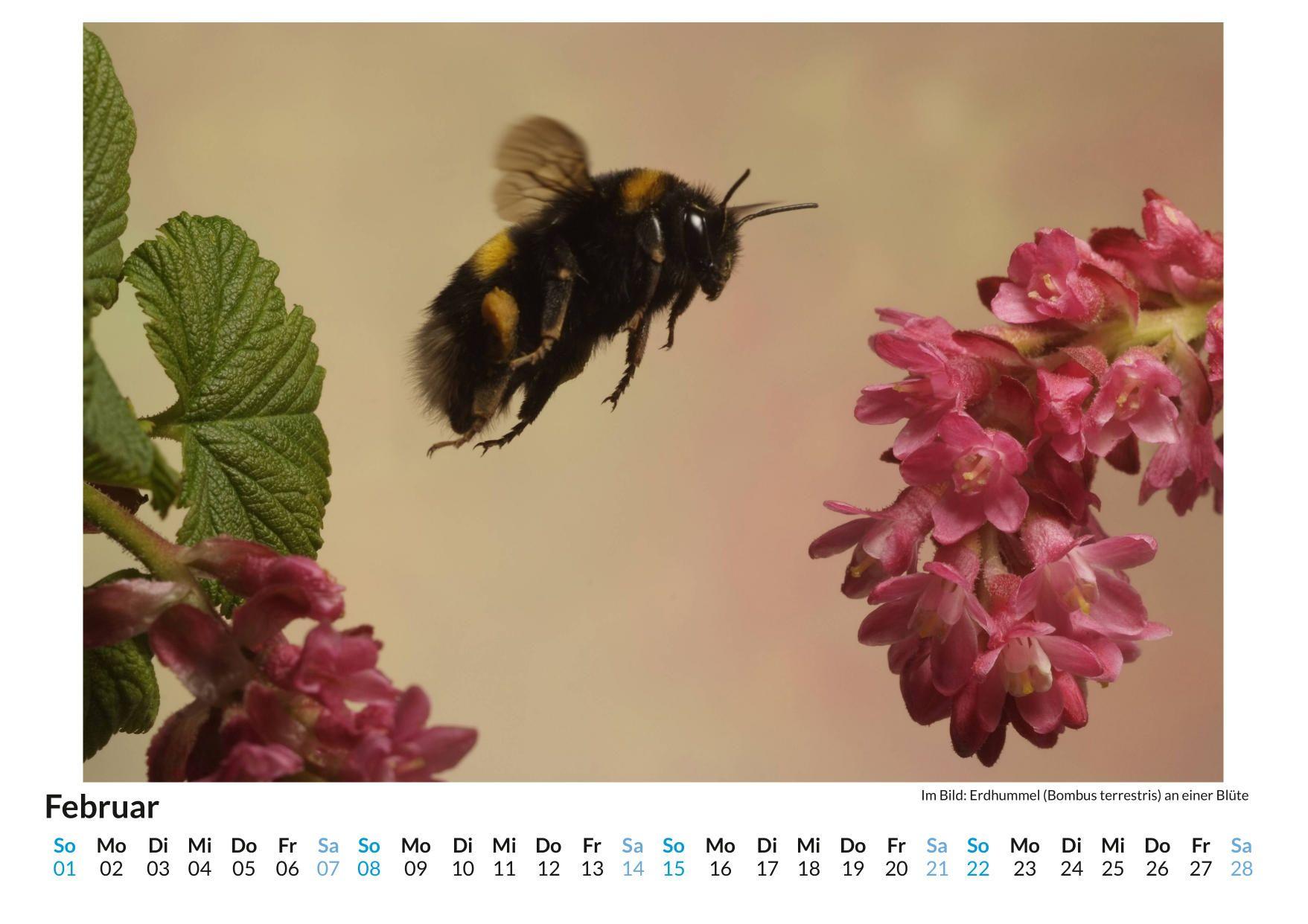 Beispielinhalt (Bild) Insekten im Blütenanflug
