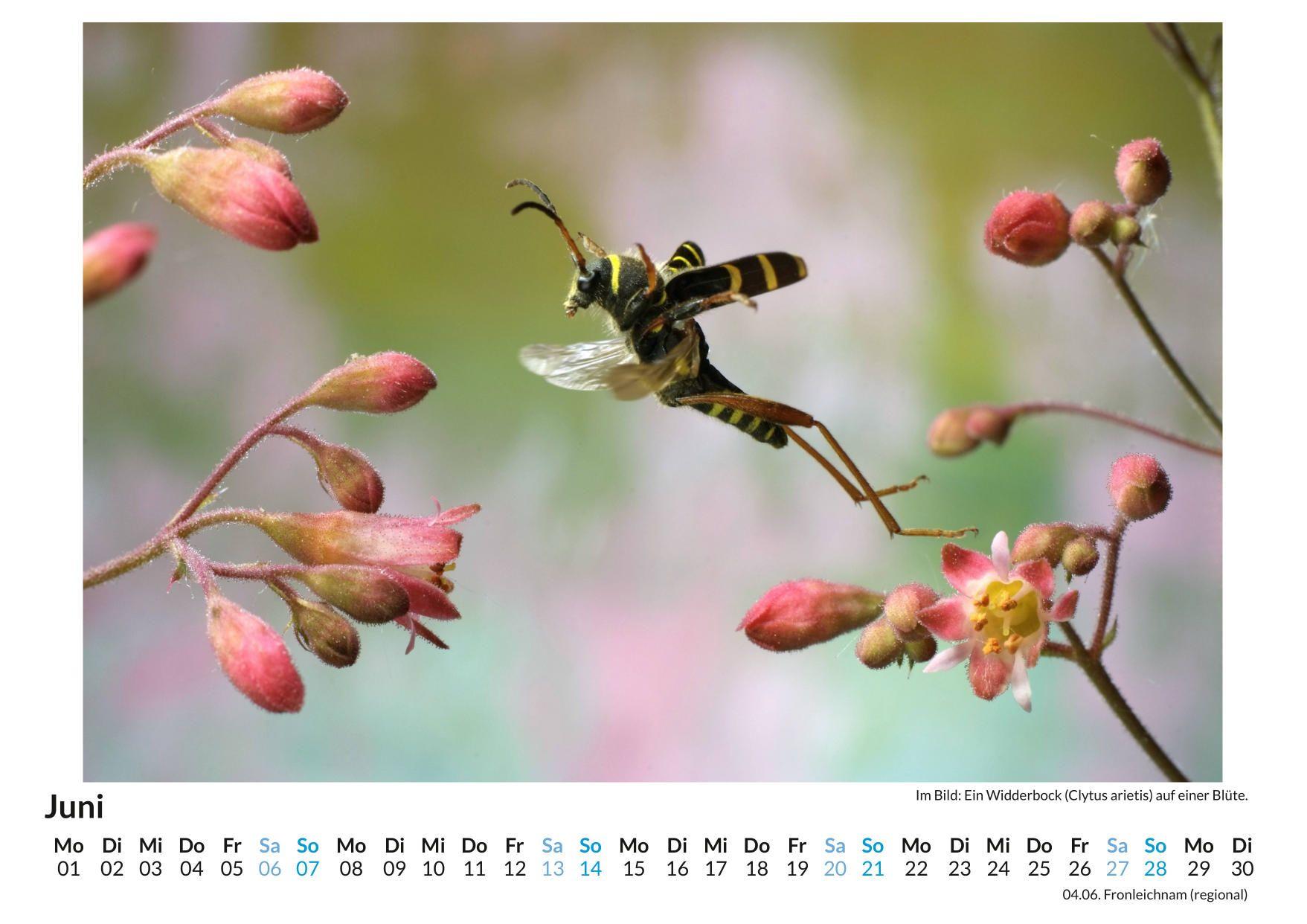 Beispielinhalt (Bild) Insekten im Blütenanflug