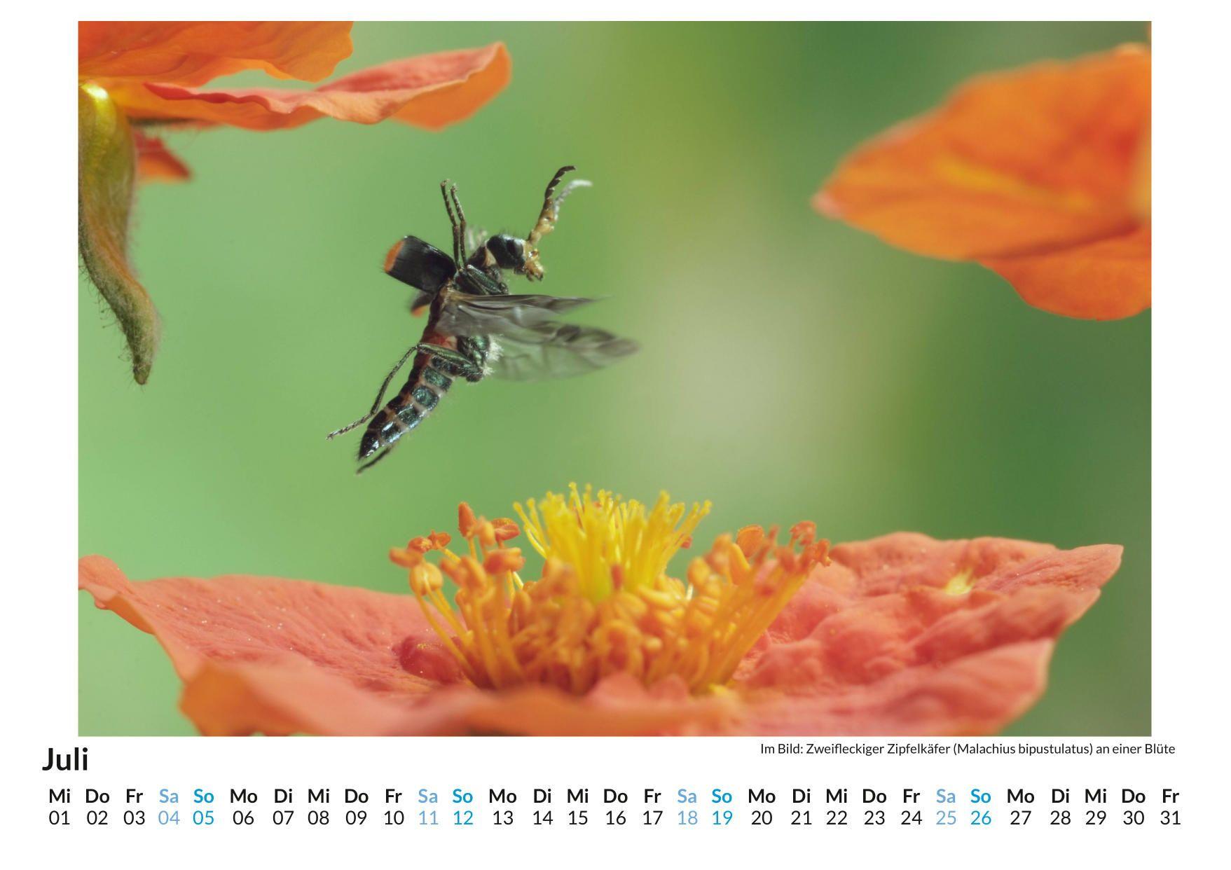 Beispielinhalt (Bild) Insekten im Blütenanflug