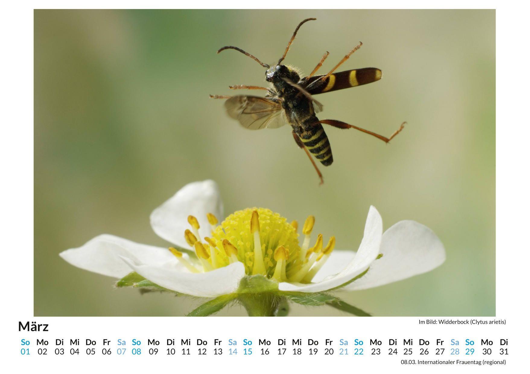 Beispielinhalt (Bild) Insekten im Blütenanflug