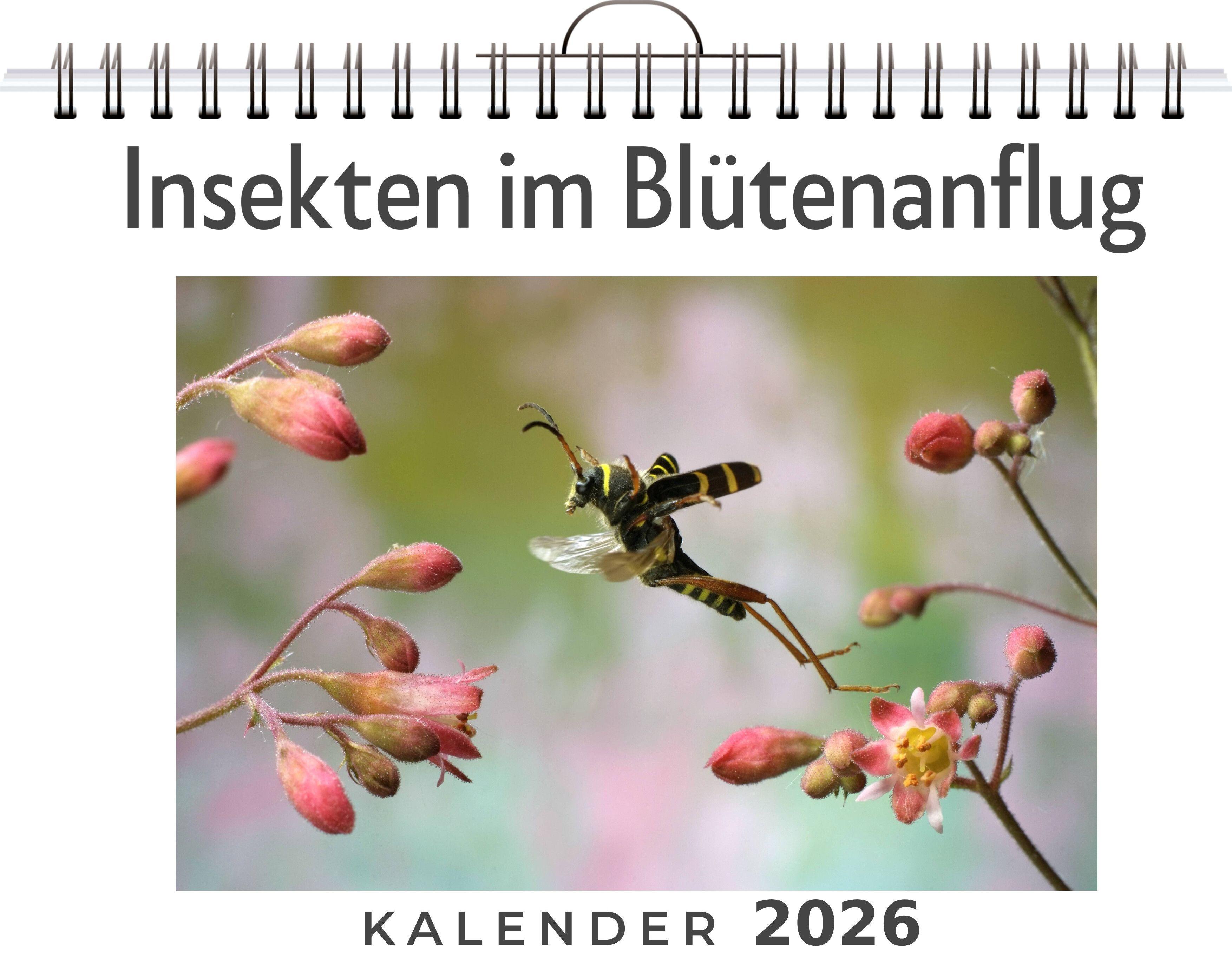 Vorderes Coverbild Insekten im Blütenanflug