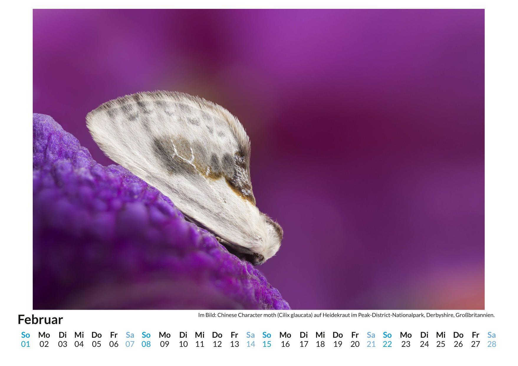 Beispielinhalt (Bild) Insekten