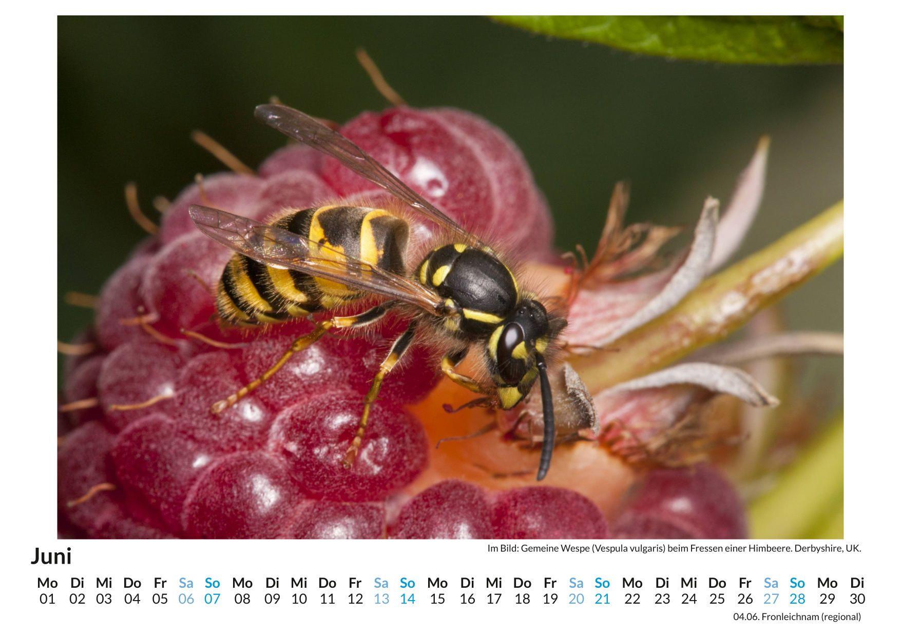 Beispielinhalt (Bild) Insekten