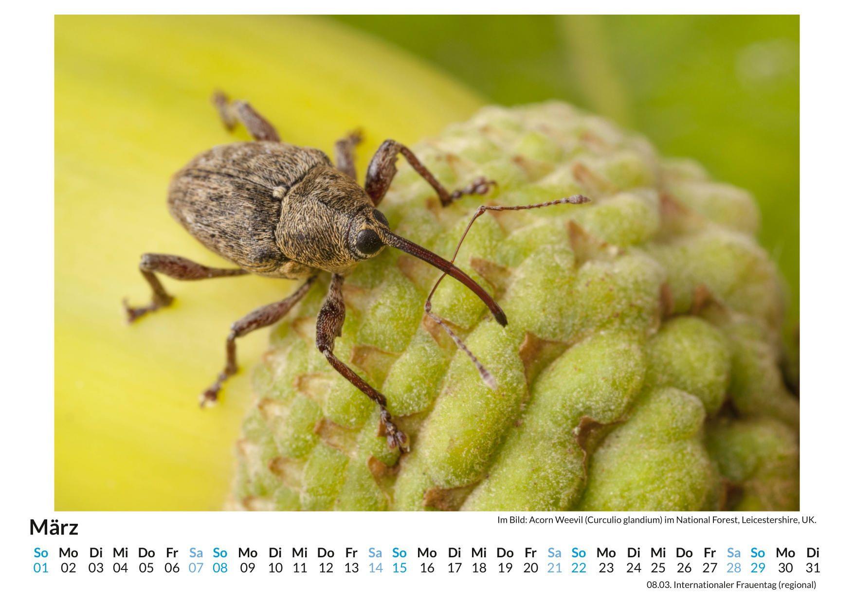 Beispielinhalt (Bild) Insekten